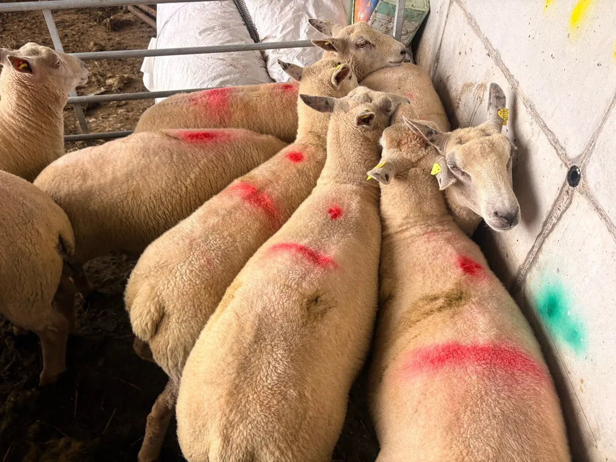 Charollais hoggets - Image 3