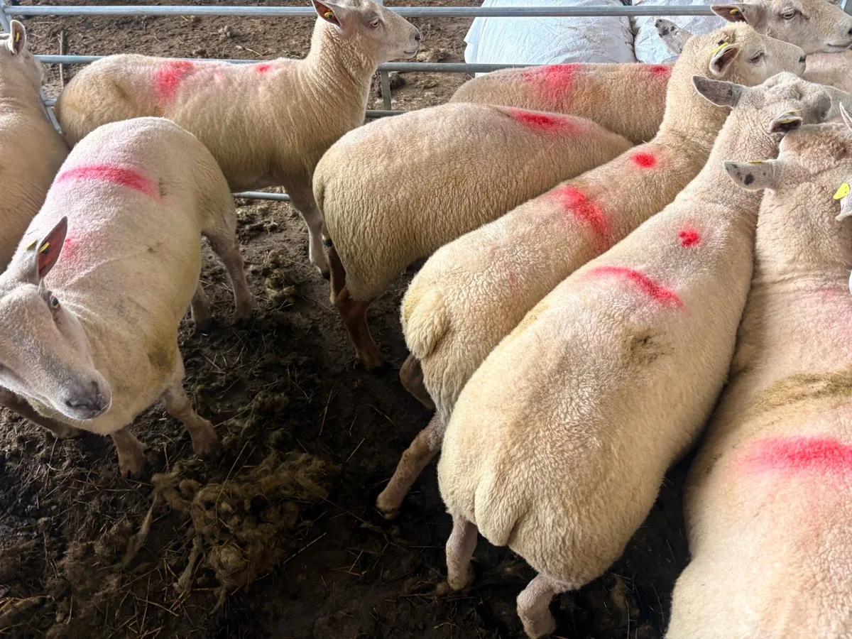 Charollais hoggets - Image 4
