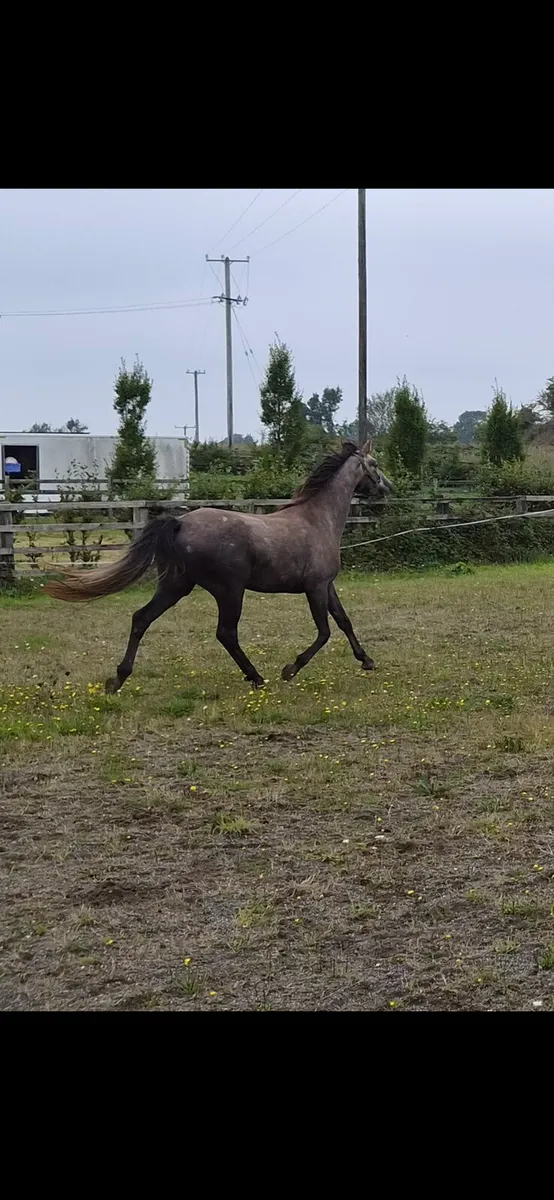 3 Year Old Gelding - Image 3