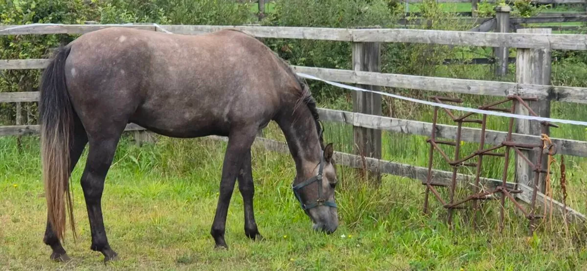 3 Year Old Gelding - Image 4