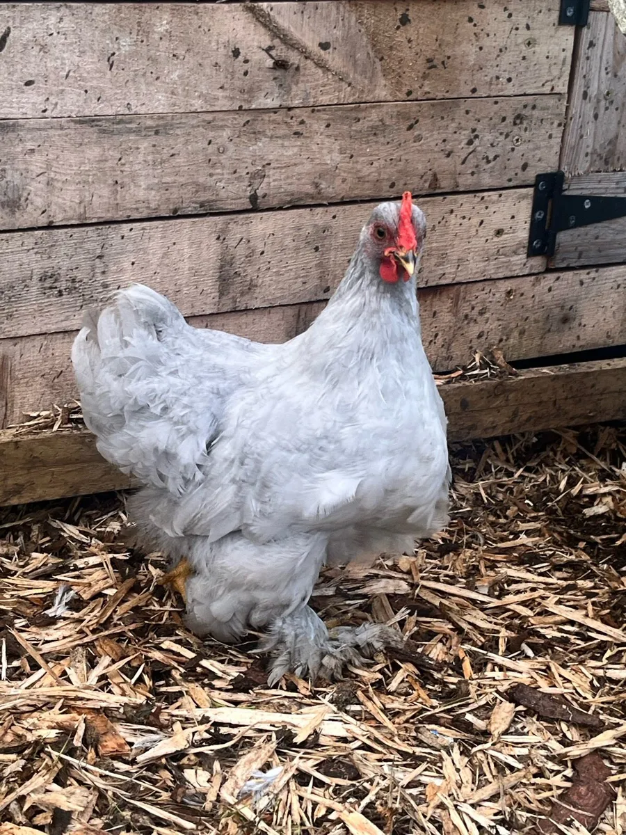 Leghorn/orpington - Lavender Pekins