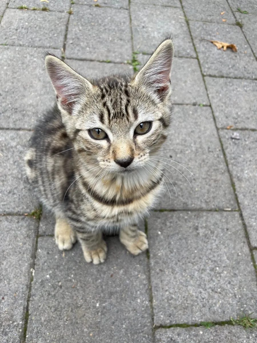 Gorgeous friendly kittens - Image 2