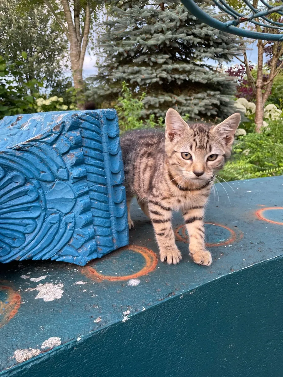 Gorgeous friendly kittens - Image 3