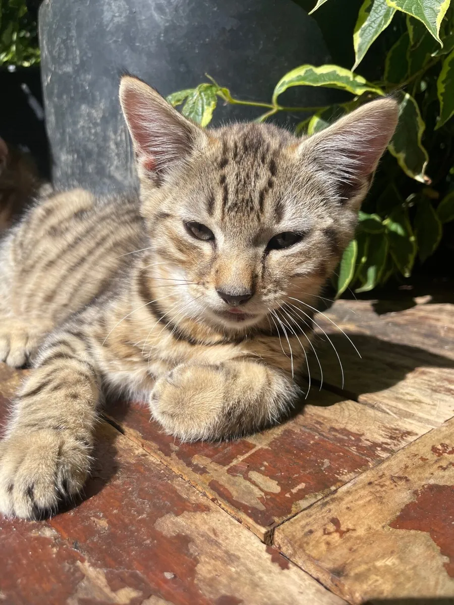 Gorgeous friendly kittens - Image 4