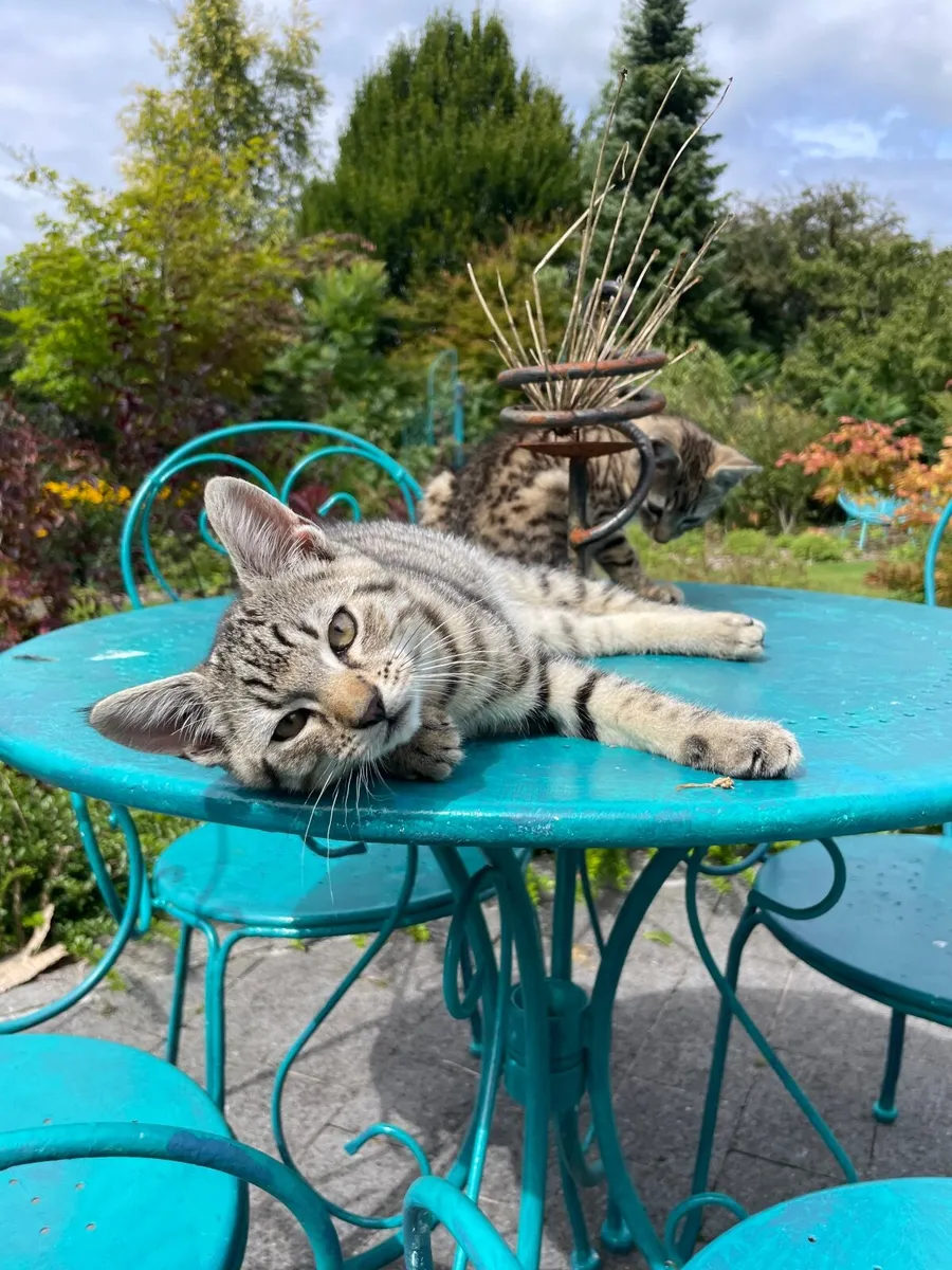 Gorgeous friendly kittens - Image 1