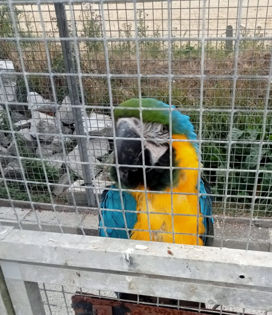 Macaws - Image 2