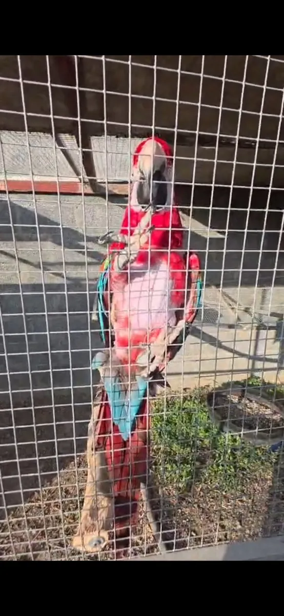 Macaws - Image 3