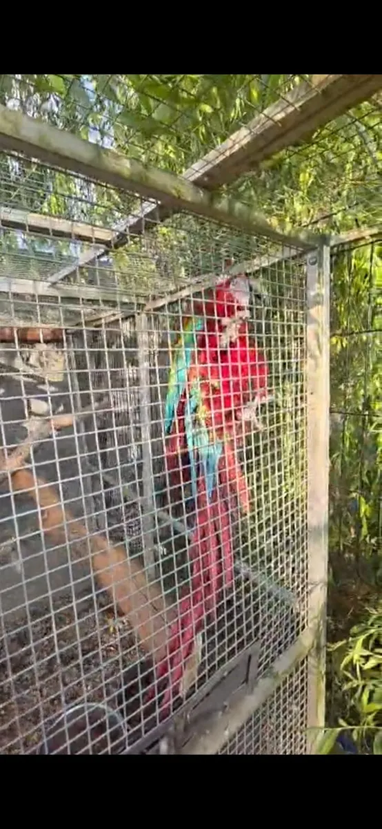 Macaws - Image 4