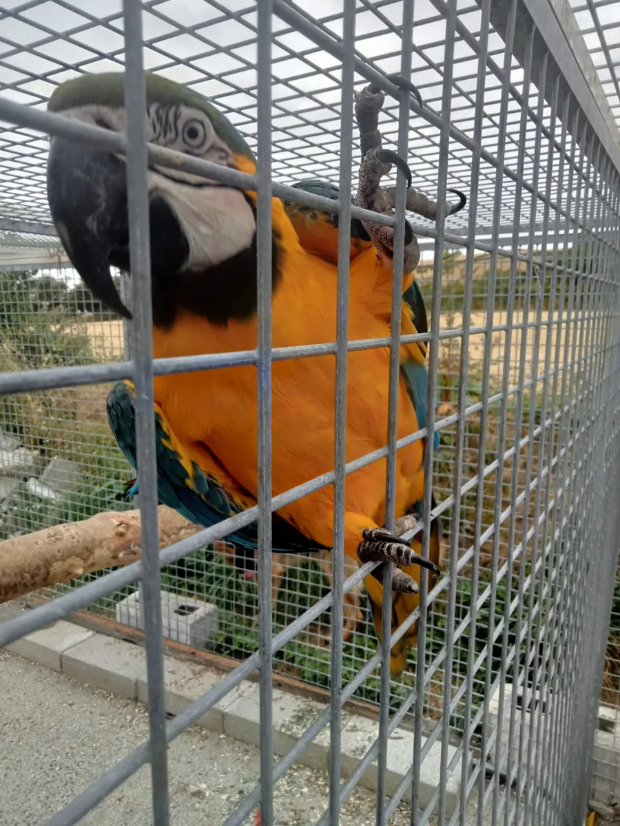 Macaws - Image 1