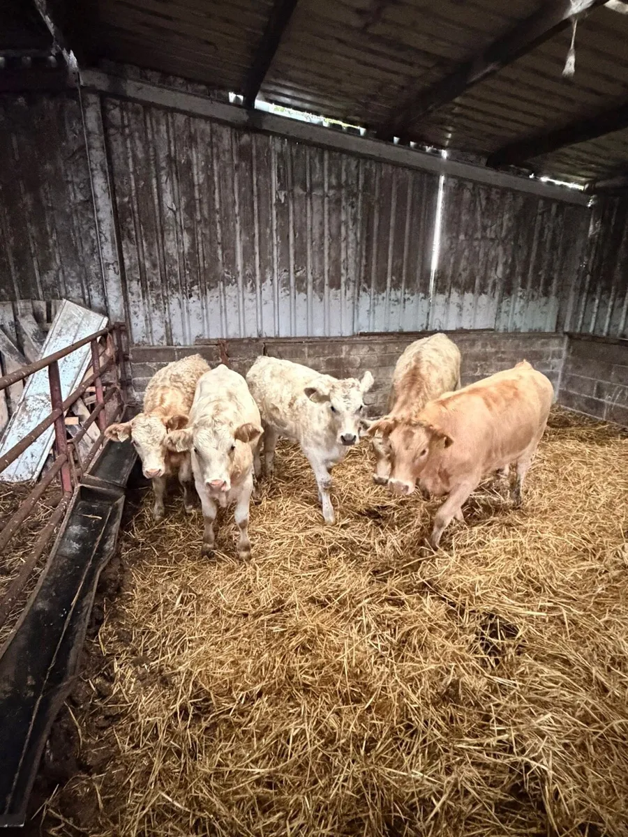 5 Lovely Charolais Heifers - Image 2