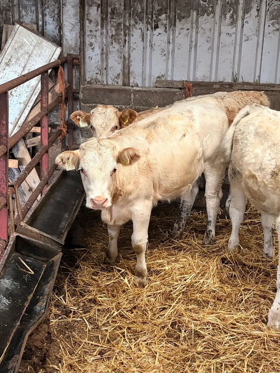 5 Lovely Charolais Heifers - Image 4
