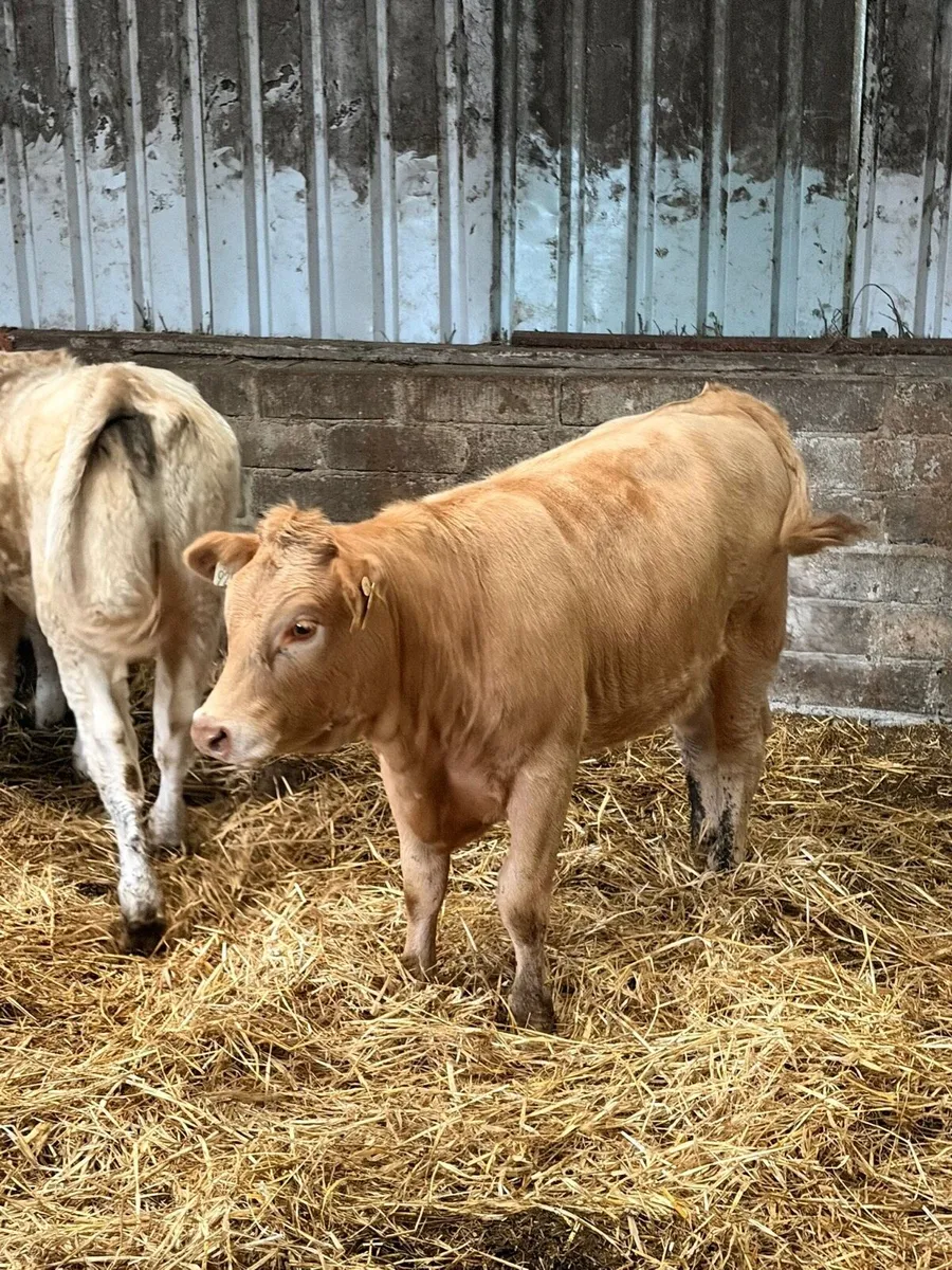 5 Lovely Charolais Heifers - Image 3