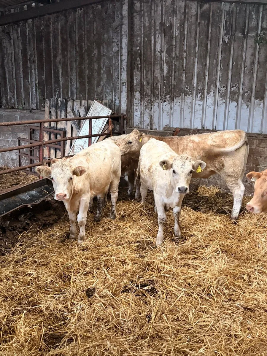 5 Lovely Charolais Heifers - Image 1