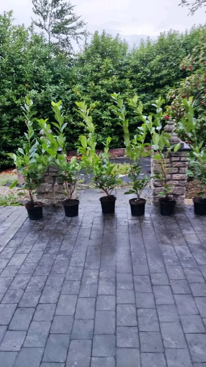 Laurel Hedging 4ft in 5 litre pot just 5 euro - Image 2
