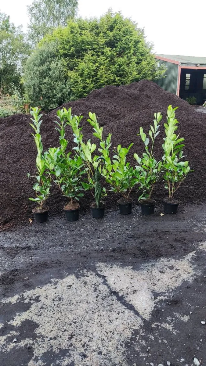 Laurel Hedging 4ft in 5 litre pot just 5 euro - Image 1