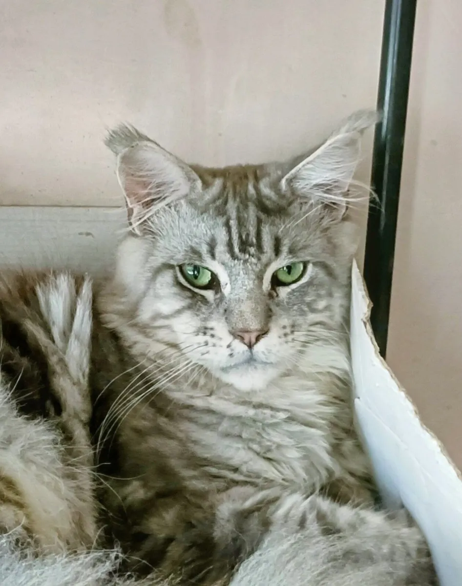 Maine coon young cat - Image 2