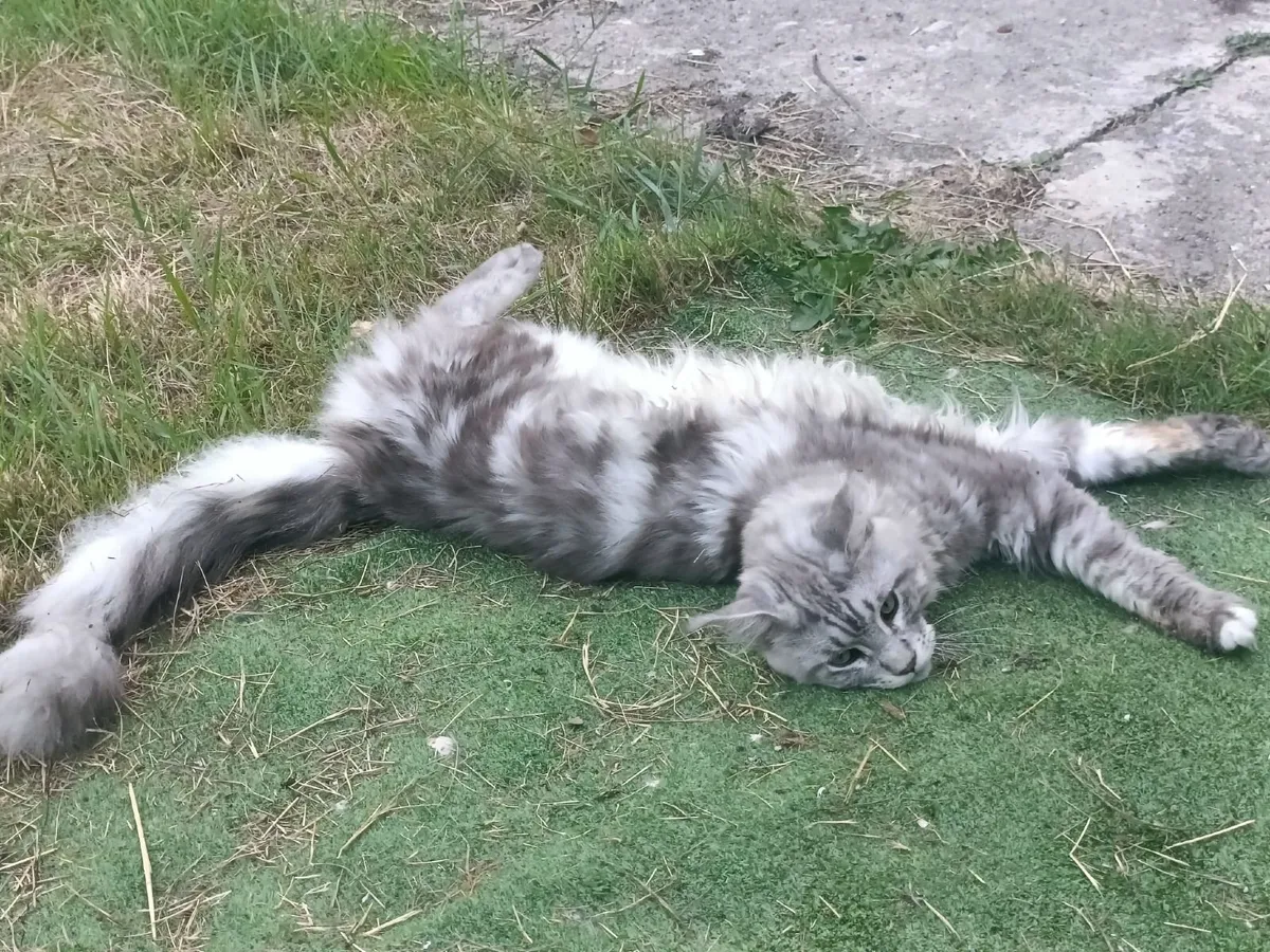 Maine coon young cat - Image 3