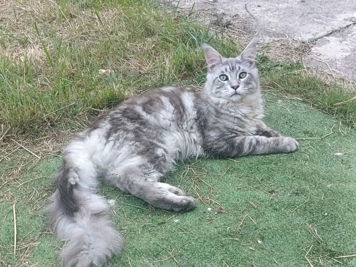 Maine coon young cat - Image 4