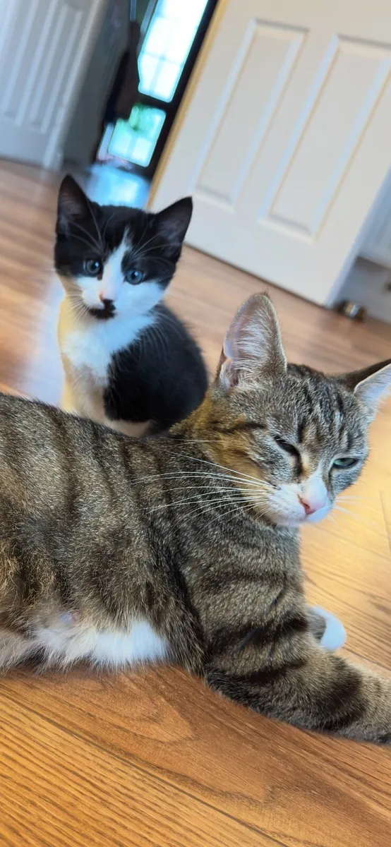 Cats - Image 3
