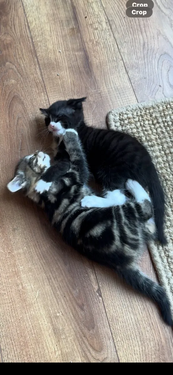 Cats - Image 4