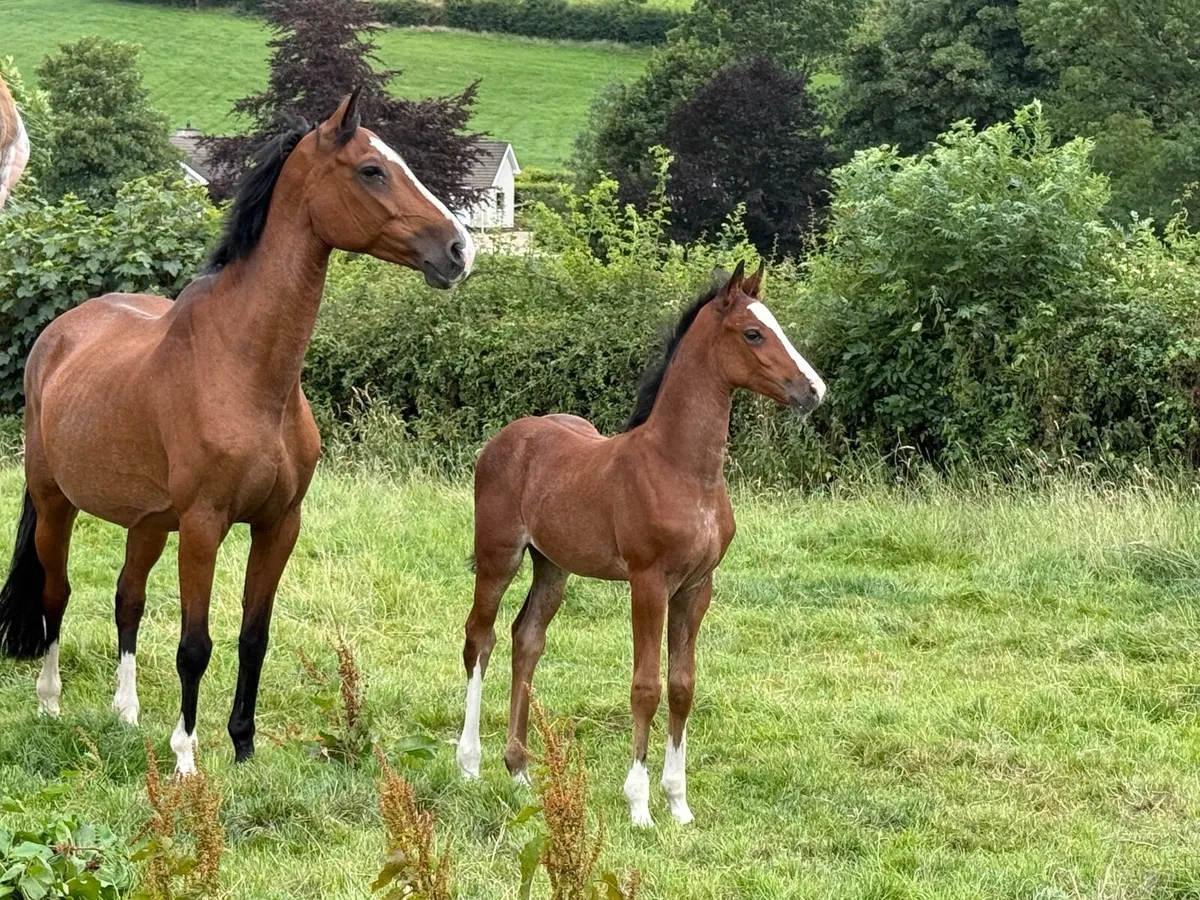 Filly foals - Image 2