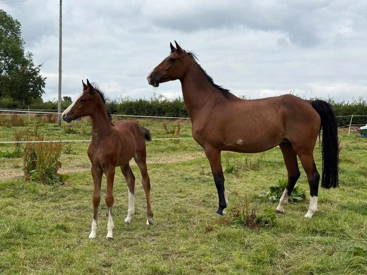 Filly foals - Image 3