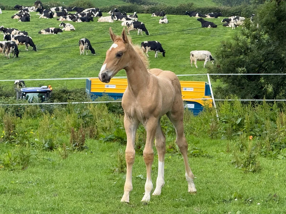 Filly foals - Image 4