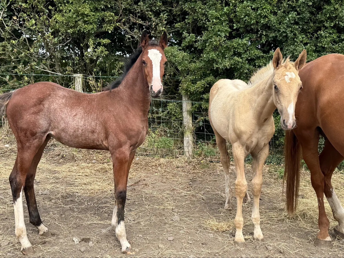 Filly foals - Image 1