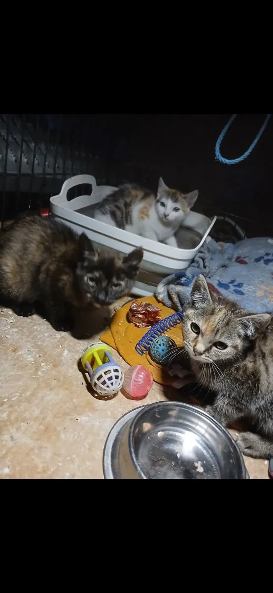 Kitten - Image 3