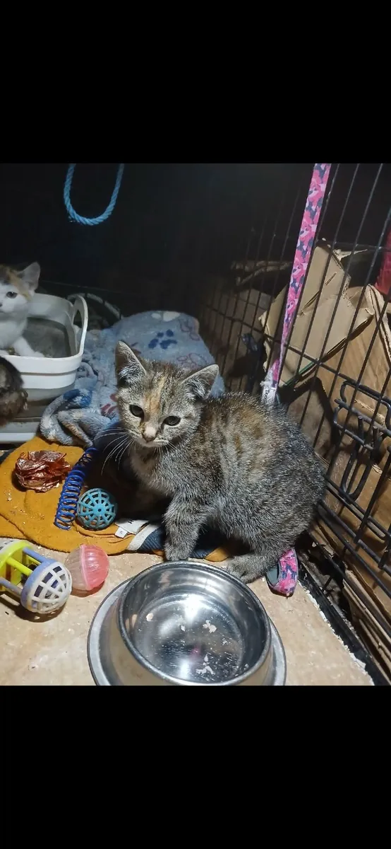 Kitten - Image 4