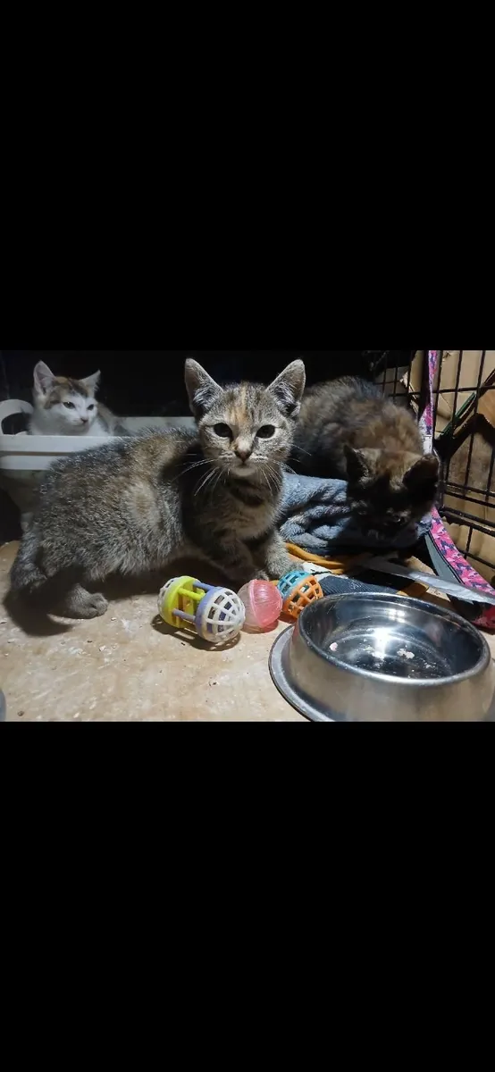 Kitten - Image 1