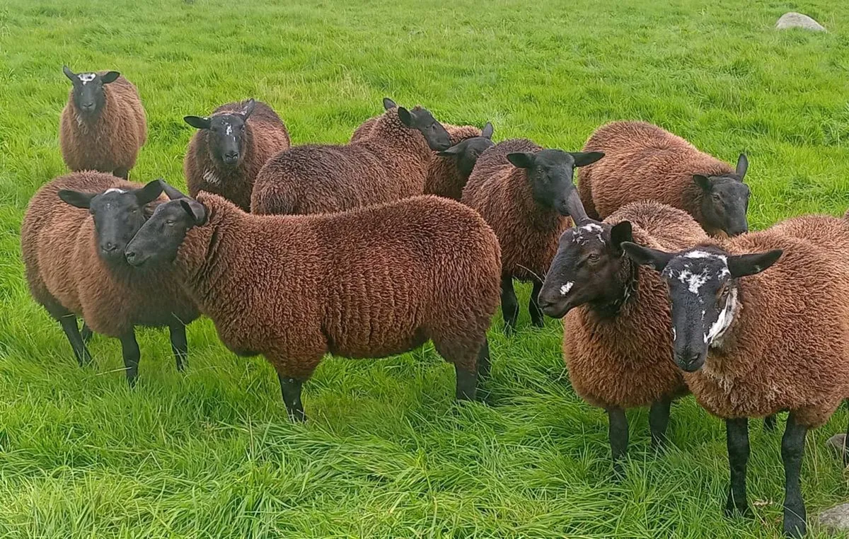 Black Ewe Lambs - Image 3