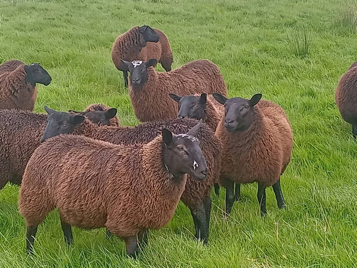 Black Ewe Lambs - Image 4