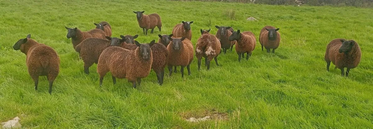 Black Ewe Lambs - Image 1