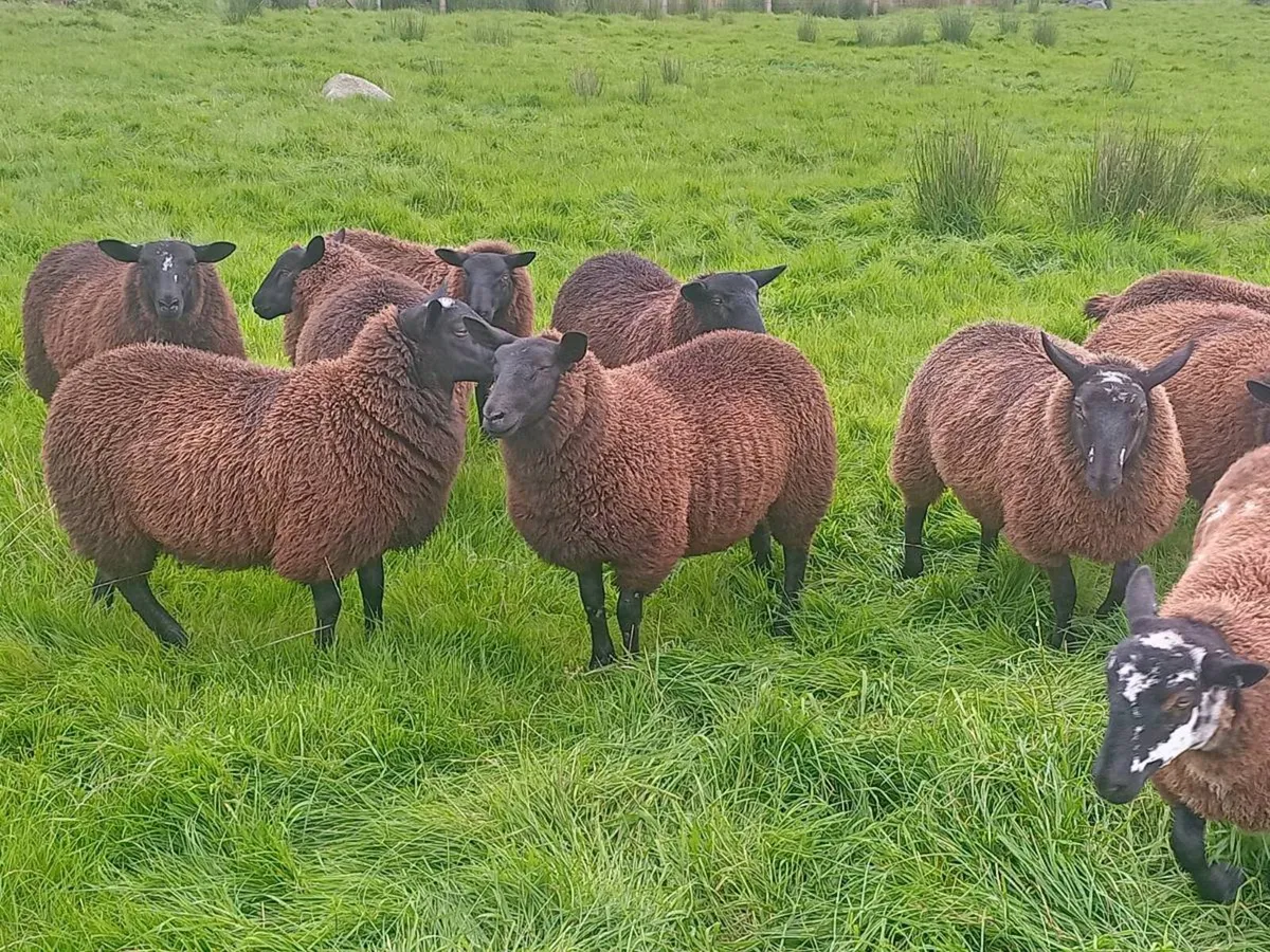 Black Ewe Lambs - Image 2