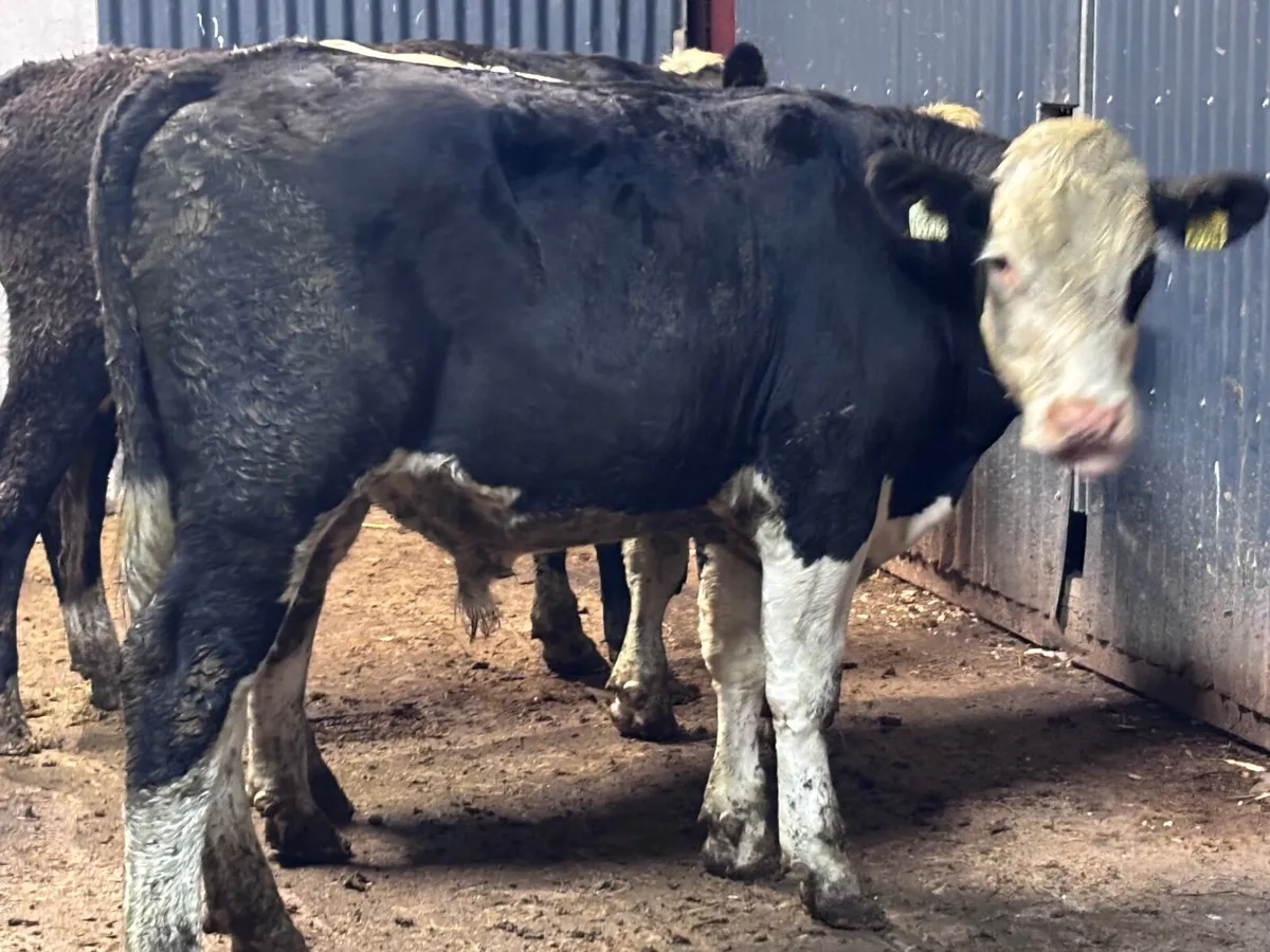 6 store bullocks for sale - Image 2