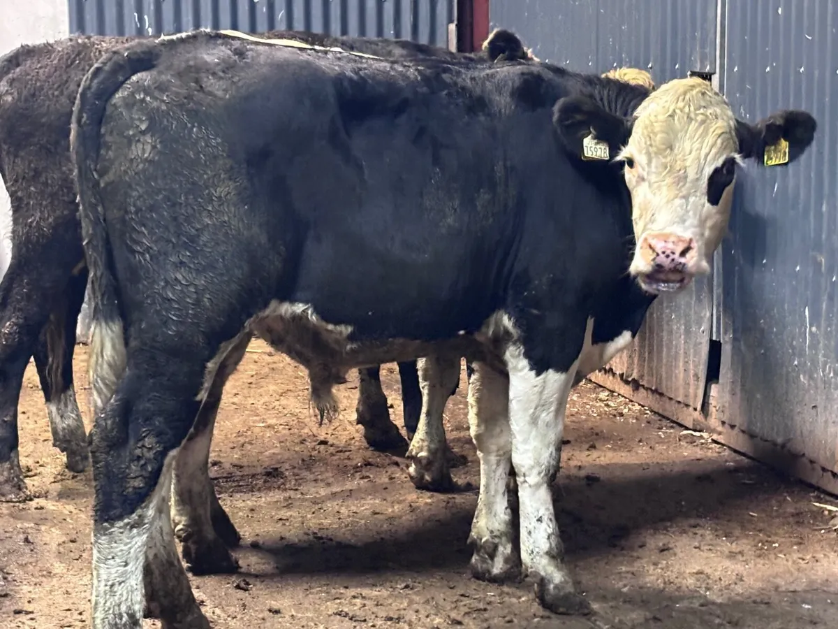 6 store bullocks for sale - Image 4
