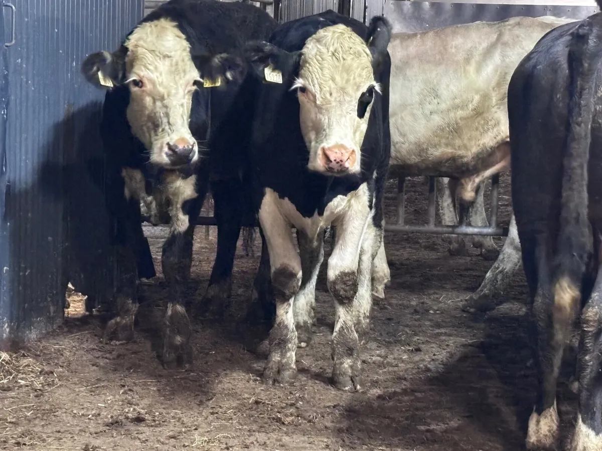 6 store bullocks for sale - Image 3