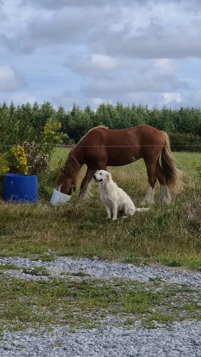 2 year old gelding - Image 3