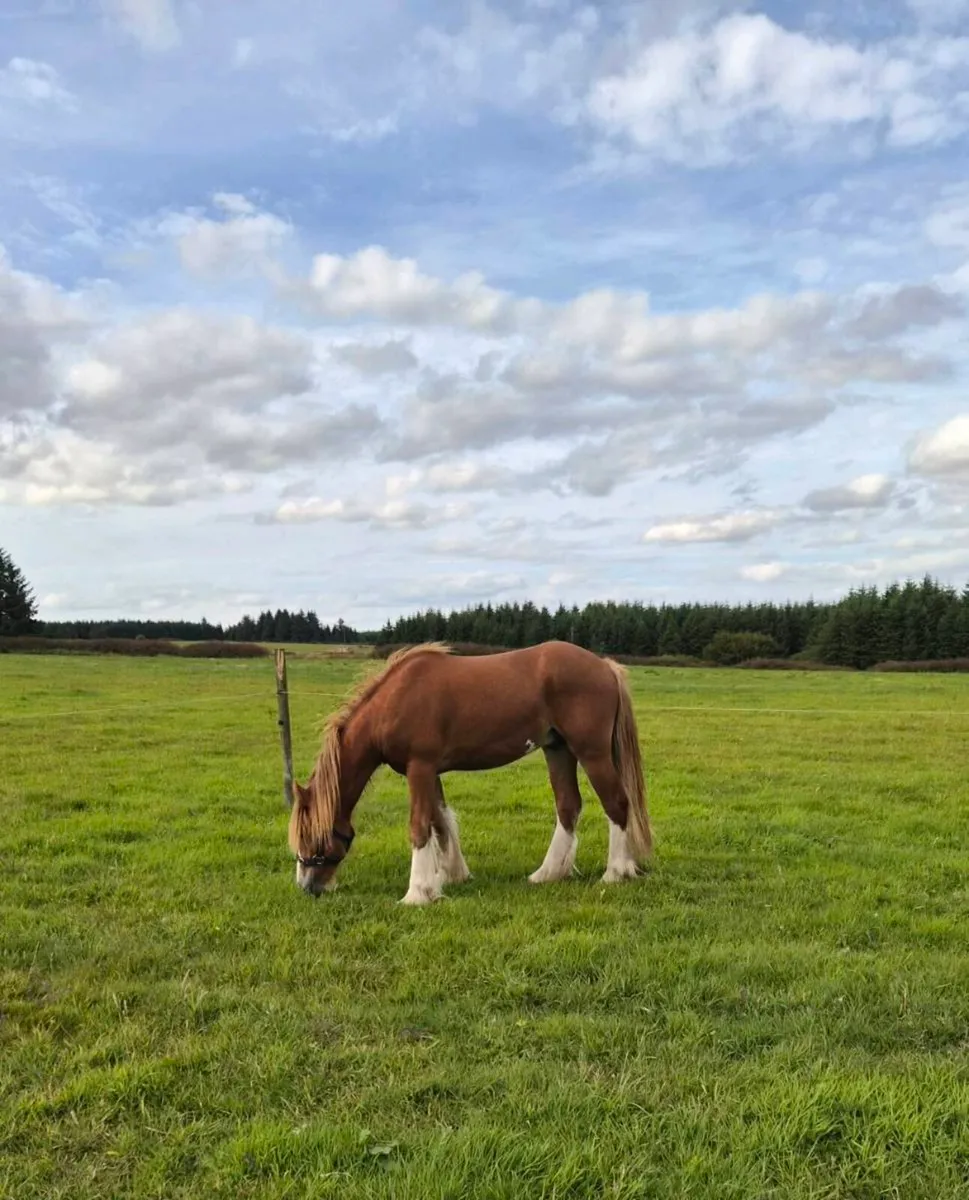 2 year old gelding - Image 1