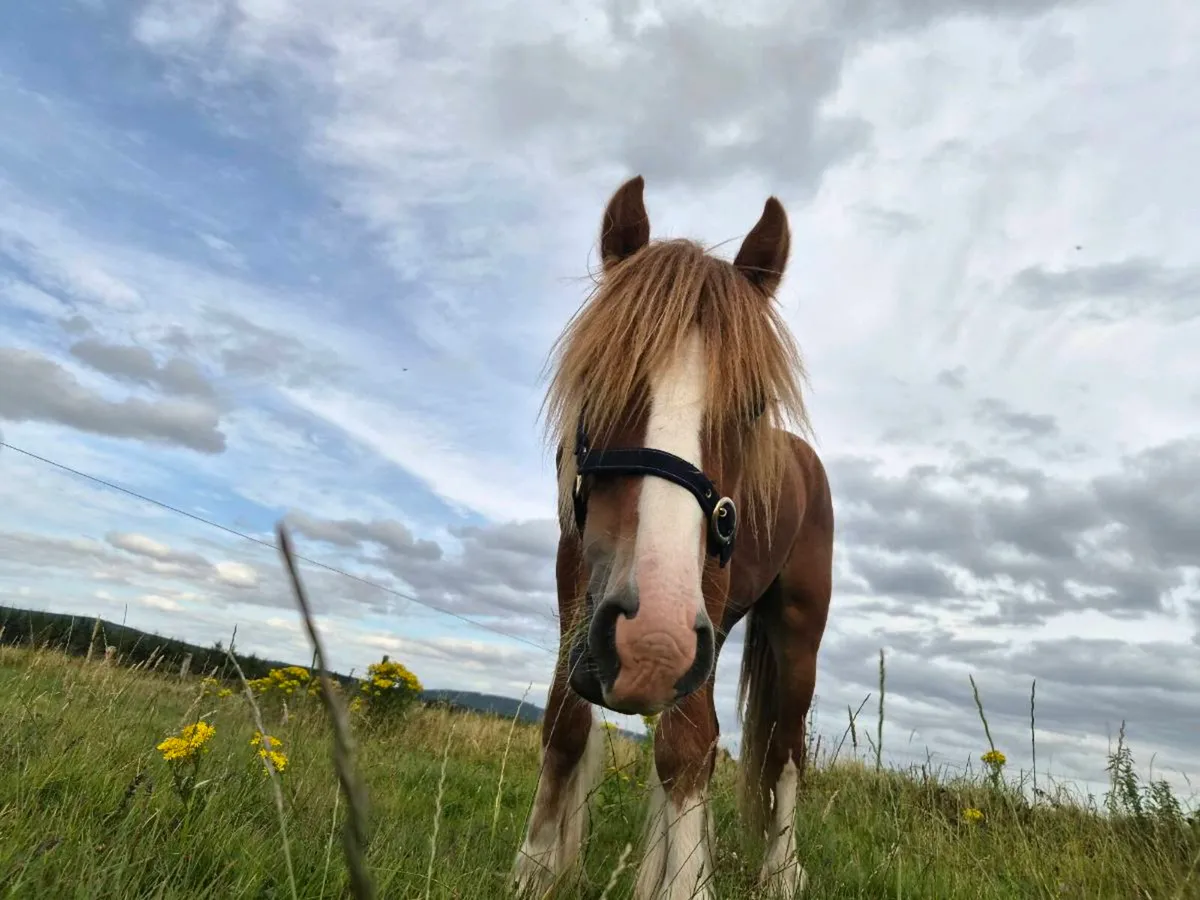 2 year old gelding - Image 4
