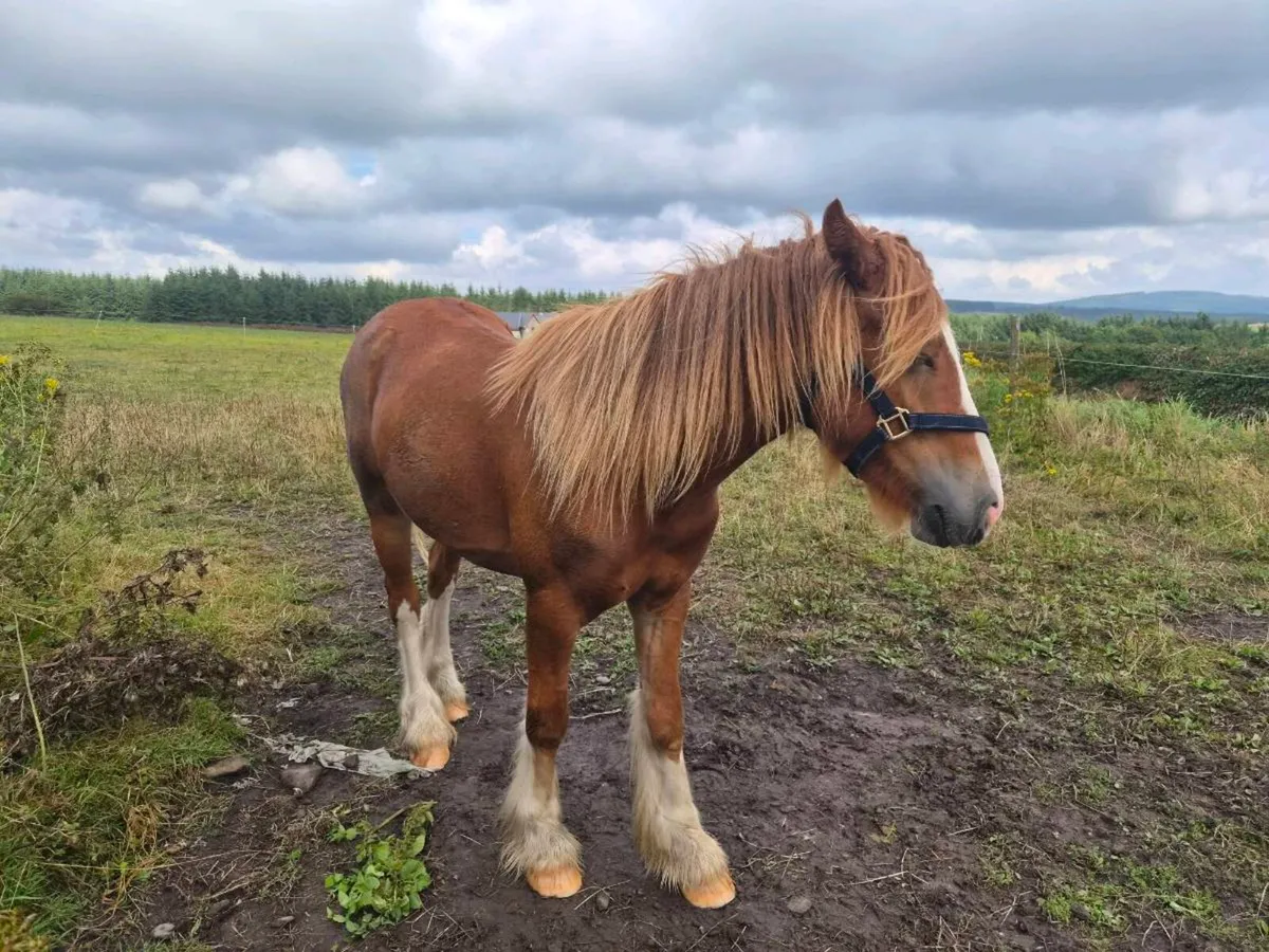 2 year old gelding - Image 2