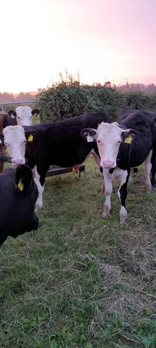 Friesan Angus&Hereford bull weanlings - Image 1