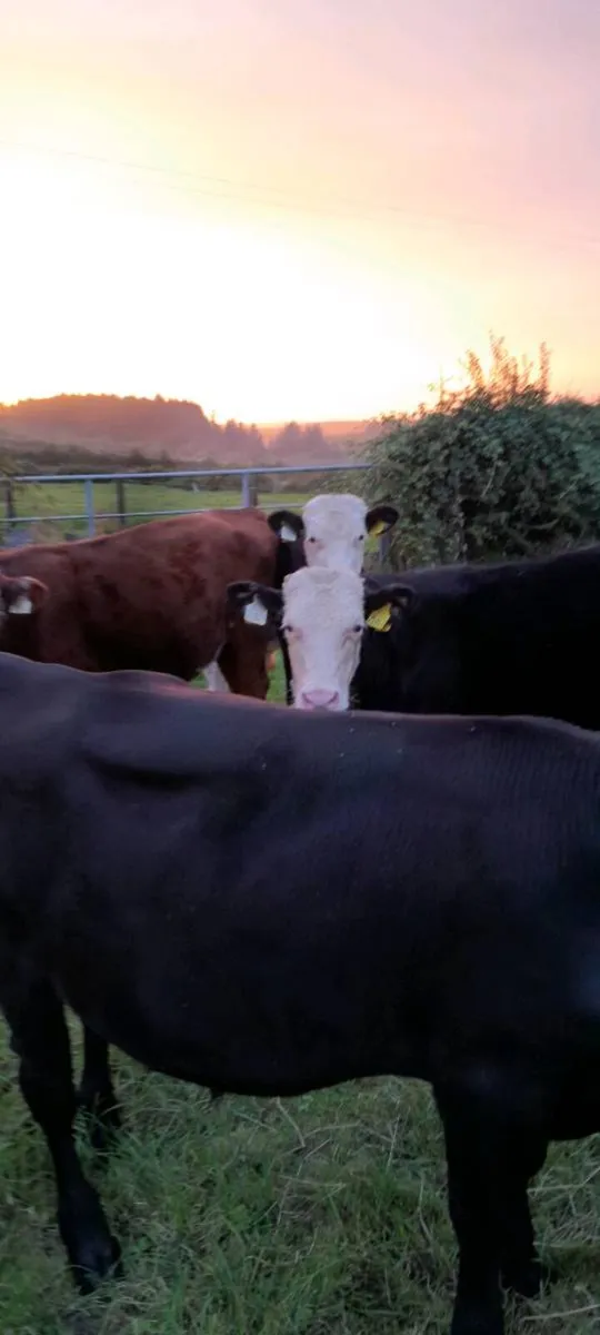 Friesan Angus&Hereford bull weanlings - Image 2