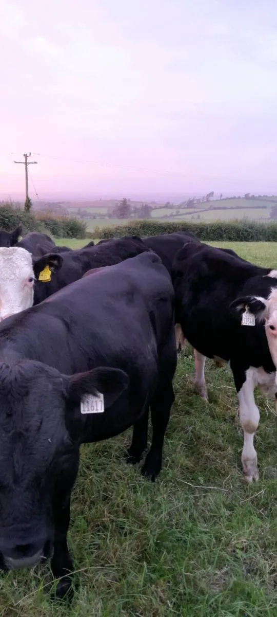 Friesan Angus&Hereford bull weanlings - Image 3
