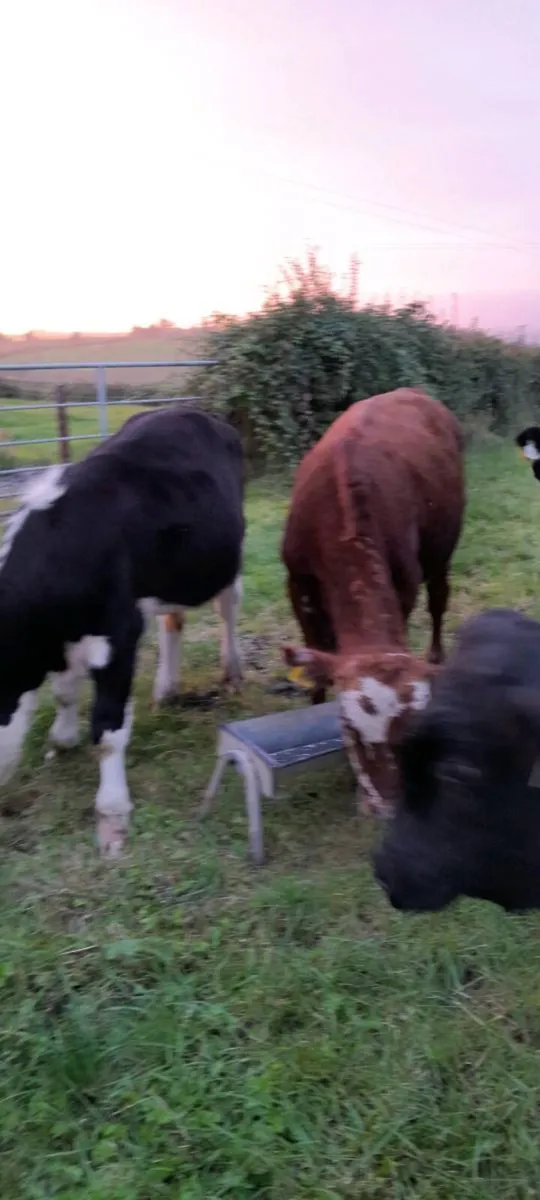 Friesan Angus&Hereford bull weanlings - Image 4