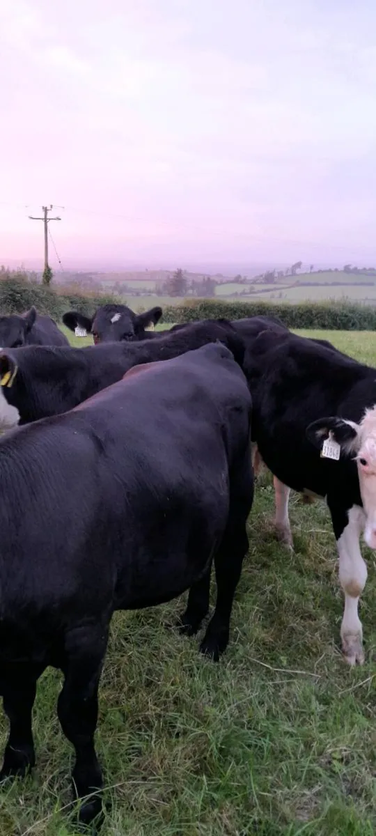 24 Angus&Hereford friesan bull weanlings - Image 2