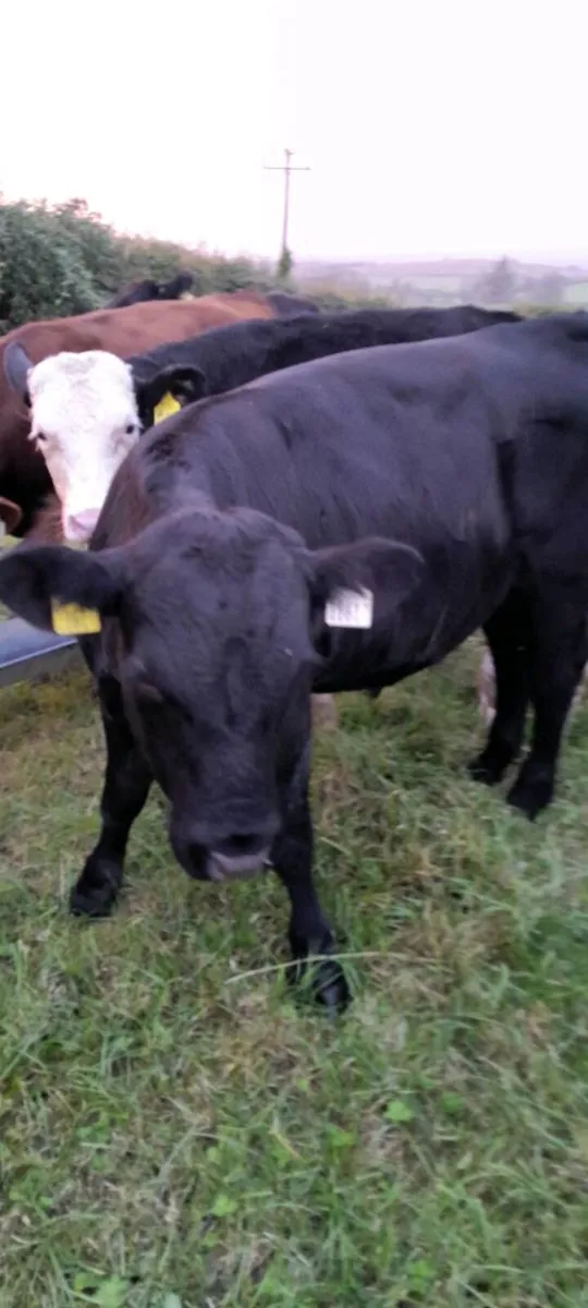 24 Angus&Hereford friesan bull weanlings - Image 1