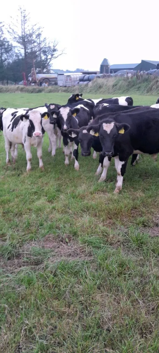 23 Friesan Angus&Hereford bull weanlings - Image 1