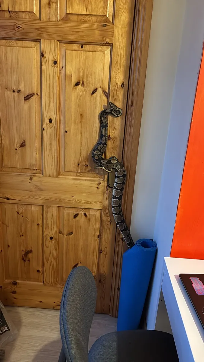 Royal Python - Image 2